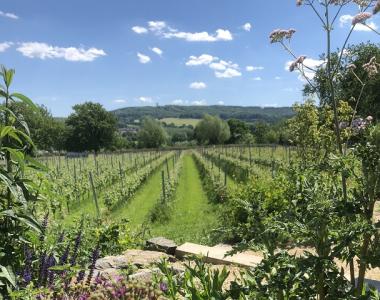 Cursus Nederlandse Wijn